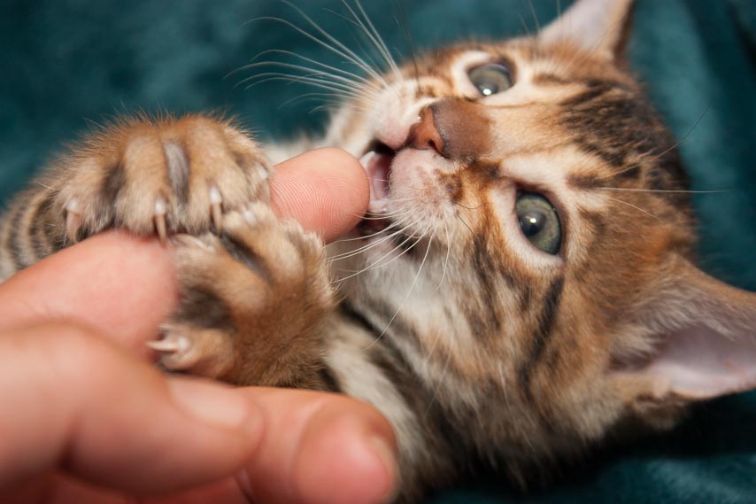 kitten biting