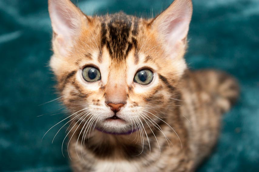 kitten face