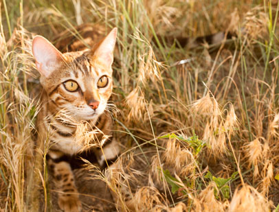 bengal queen 1