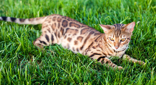 bengal queen 2